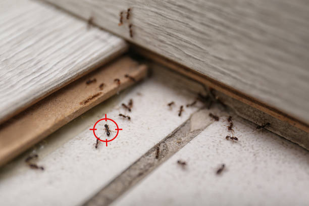 Best Ant Control Services  in Atlanta, GA